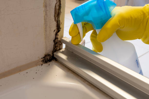 Best Mold Removal Company Near Me  in Rocklin, CA