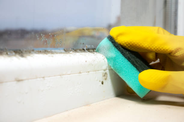 Best Mold Remediation  in Rocklin, CA