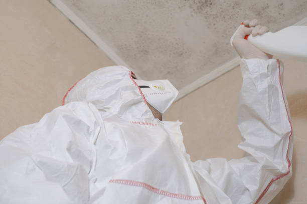Best Black Mold Removal  in Rocklin, CA