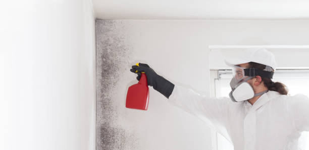 Best Mold Removal Near Me  in Rocklin, CA
