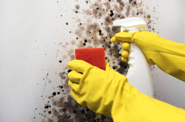 Best Emergency Mold Removal  in Rocklin, CA