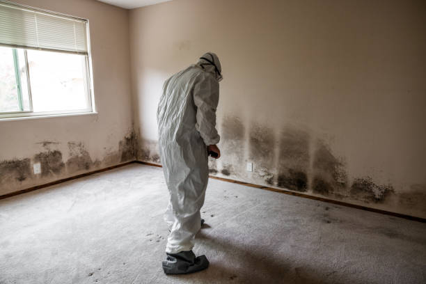 Best Toxic Mold Removal  in Rocklin, CA
